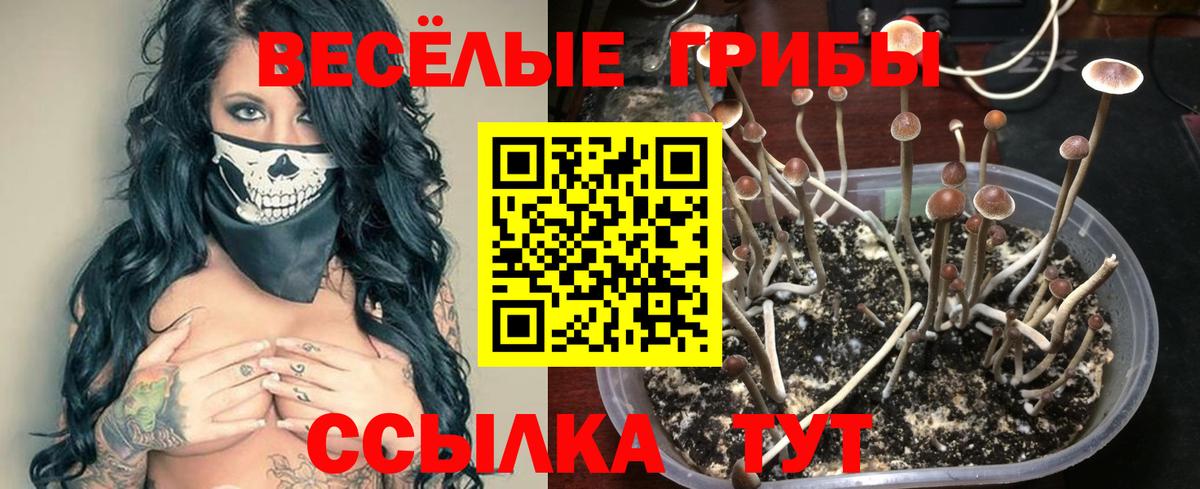 Звенигород  цена наркотик  Псилоцибиновые грибы Psilocybe  Вход с VPN  Галлюциногенные грибы мухоморы 